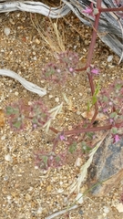 Chorizanthe fimbriata