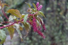 Phytolacca americana