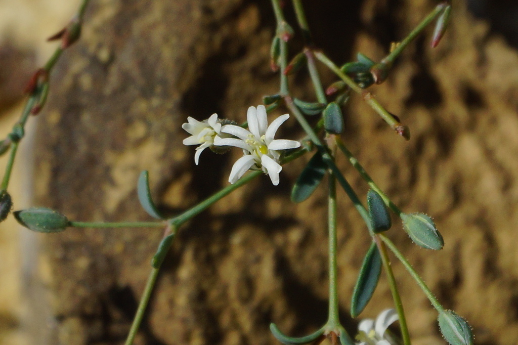 Drymaria barkleyi