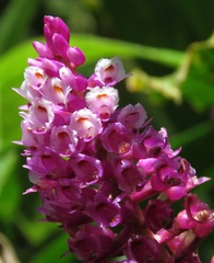 Elleanthus glaucophyllus