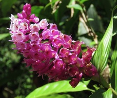 Elleanthus glaucophyllus