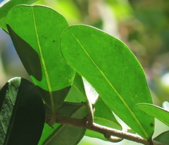 Schultesianthus leucanthus