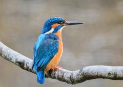Common Kingfisher photo 5