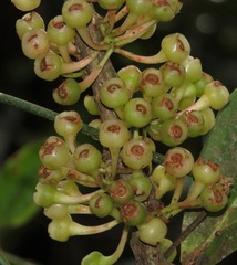 Satyria warszewiczii