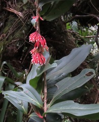 Satyria warszewiczii