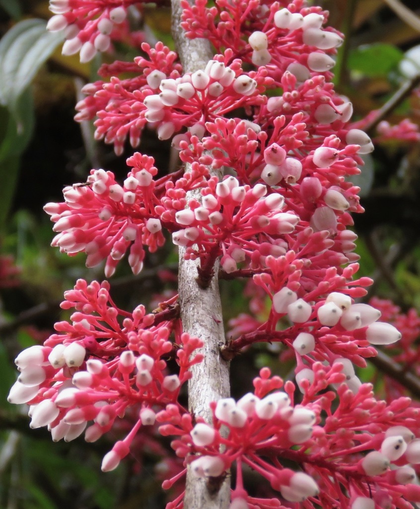 Thibaudia costaricensis