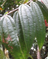 Thibaudia costaricensis