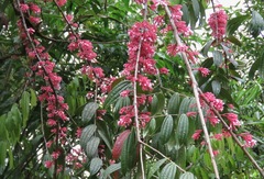 Thibaudia costaricensis