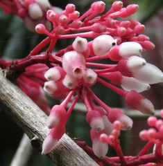 Thibaudia costaricensis