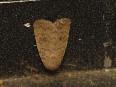 Athetis reclusa