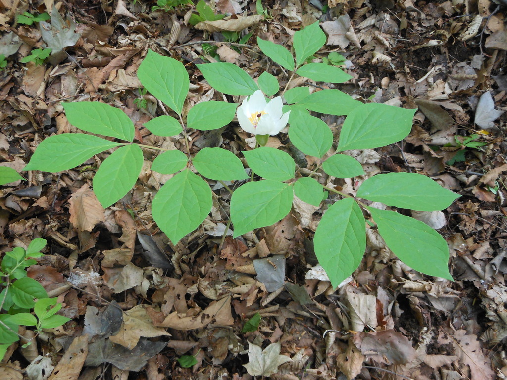 Paeonia vernalis