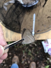 Nhambikuara cerradensis