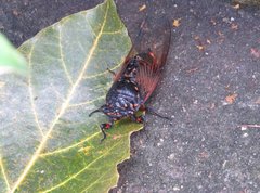 Cryptotympana mandarina