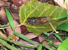 Cryptotympana mandarina