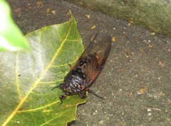 Cryptotympana mandarina