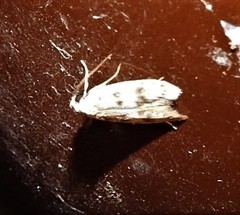 Scatochresis innumera