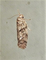 Philobota mucida