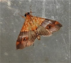 Tetracona amathealis