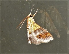 Tetracona amathealis