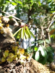 Bulbophyllum fimbriatum