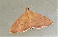 Hyalobathra crenulata