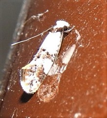 Monopis meliorella