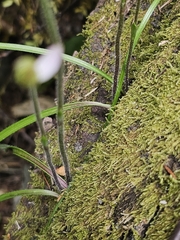 Painted Spider Orchid (Caladenia variegata)