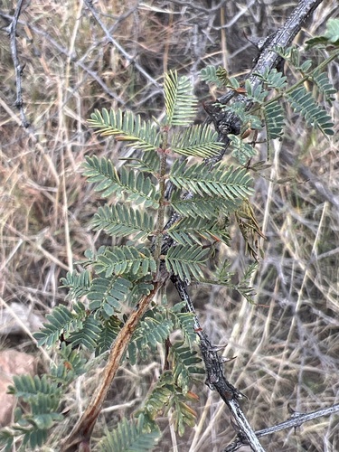 Image of Catclaw Mimosa (Mimosa aculeaticarpa) by (c) Andy Jordan, some rights reserved (CC BY)