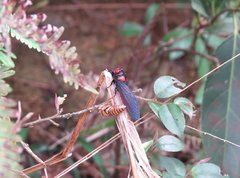 Huechys sanguinea