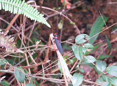 Huechys sanguinea