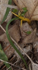 Puccinia mariae-wilsoniae