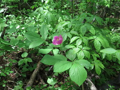 Paeonia obovata