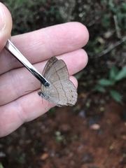 Nhambikuara cerradensis