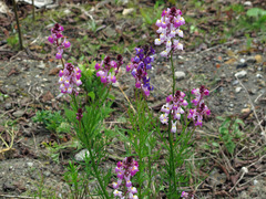 Linaria