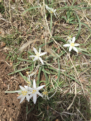 Leucocrinum montanum