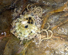 Siphonaria zelandica