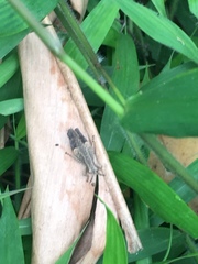 Trilophidia annulata