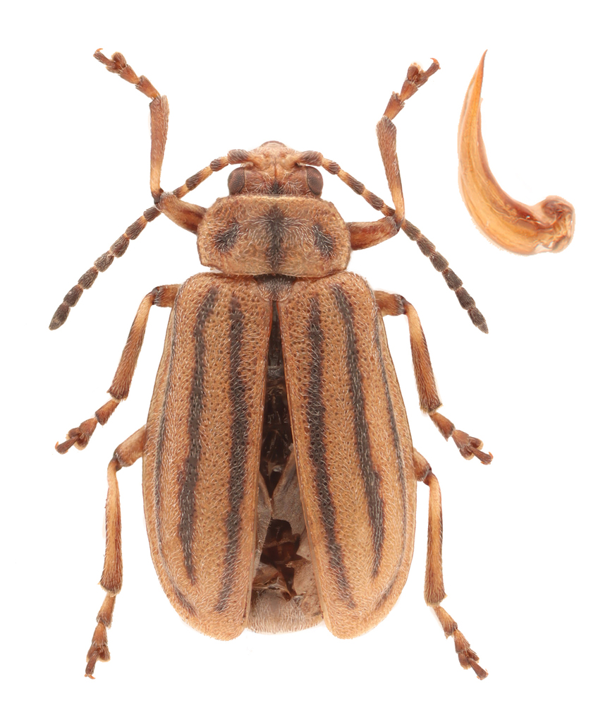 Crowded Leaf Beetle