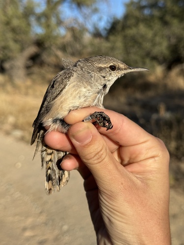 iNaturalist observation photo of Rock Wren