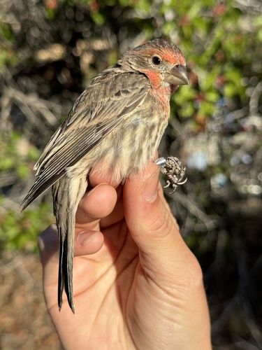 iNaturalist observation photo of House Finch