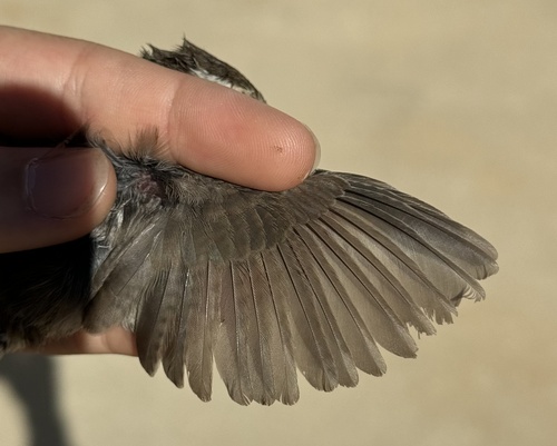 iNaturalist observation photo of Bewick's Wren