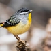 Pardalotes - Photo (c) sirkendizzle, some rights reserved (CC BY-NC)