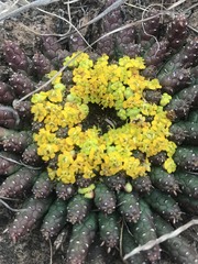 Anthacanthae