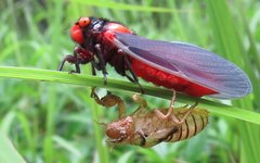 Huechys sanguinea
