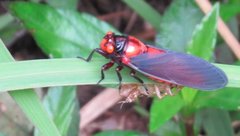 Huechys sanguinea