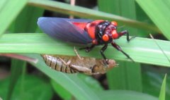 Huechys sanguinea