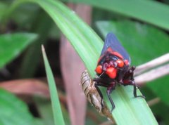 Huechys sanguinea