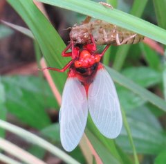 Huechys sanguinea
