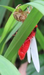 Huechys sanguinea