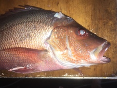 Lutjanus lemniscatus